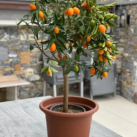 アパート Villalino Tre Palme, Pool, 2 Schlafzimmer, 2 Baeder, Pool, Terrasse, Outdoor Fitness